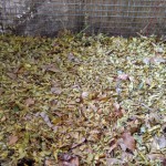 Kitchen waste compost process